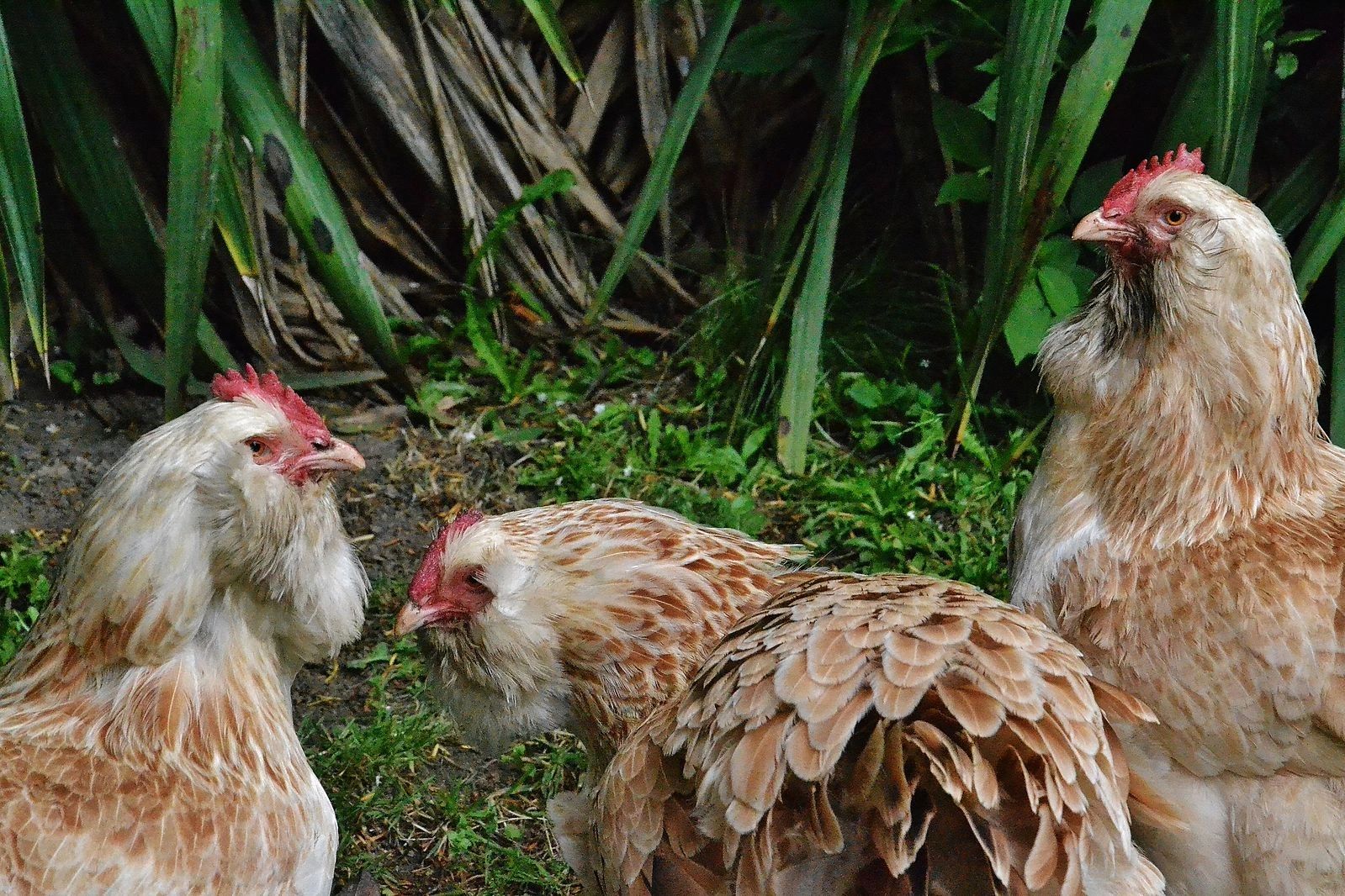 Three French Hens (Trois poules Français)